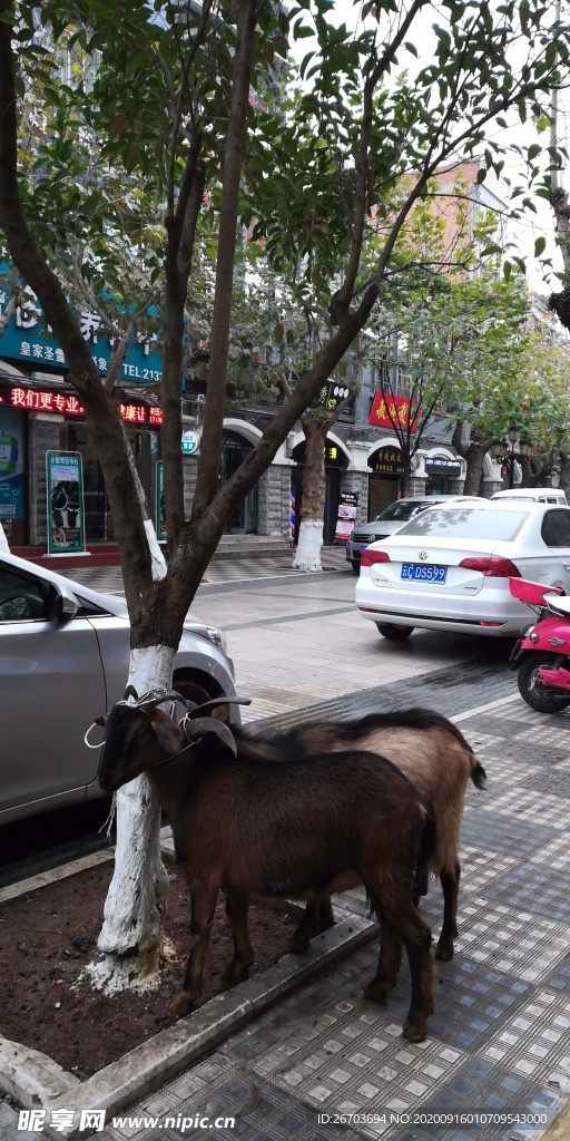 古城街道树下的绵羊图片