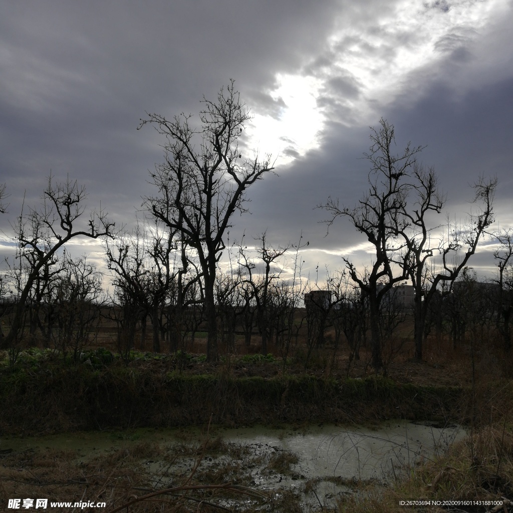 天空乌云田野梨树风景