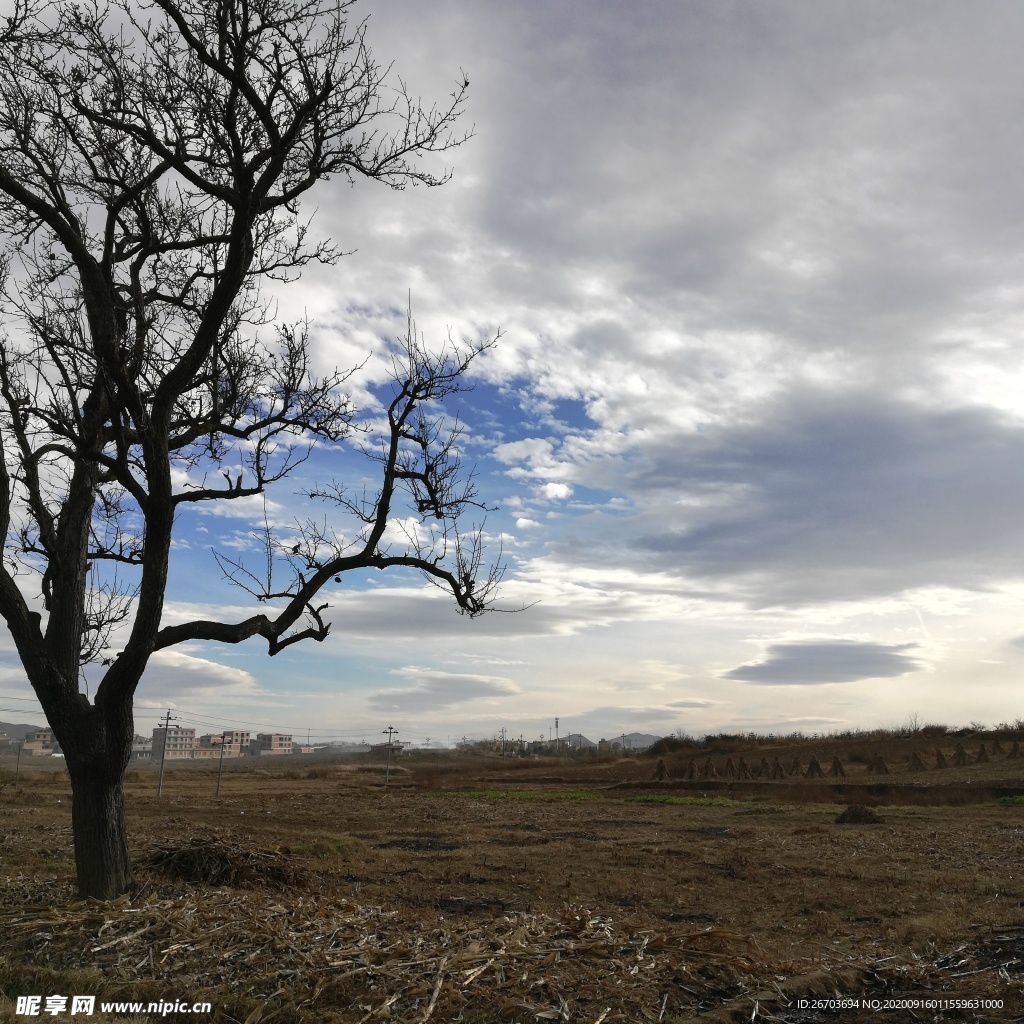 田野古树风景