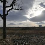 田野古树风景