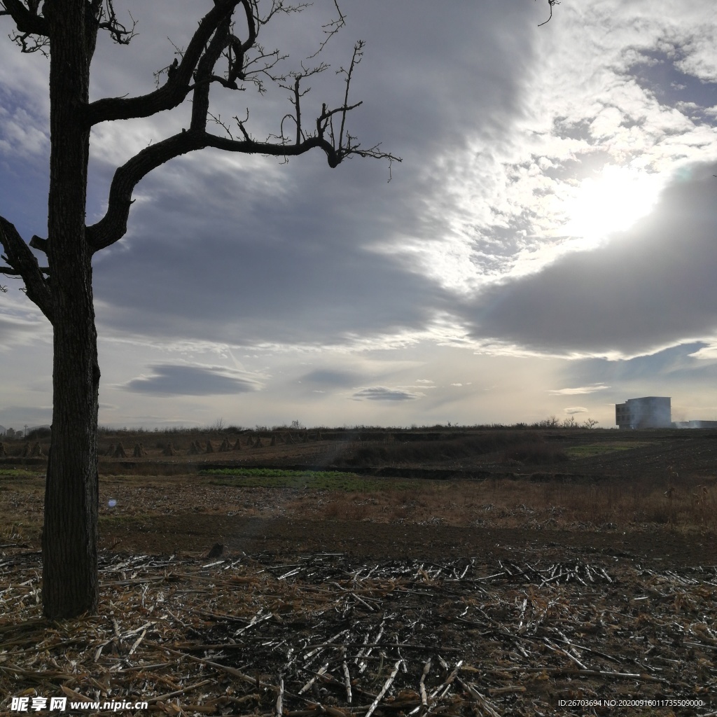 田野古树风景