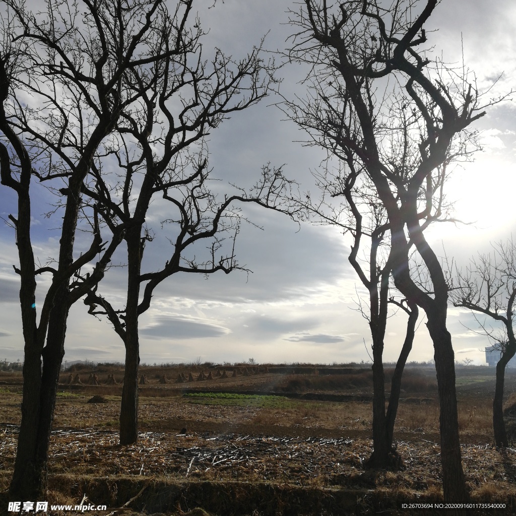 田野梨树树木风景