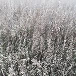 野草草丛
