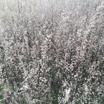 野草草地