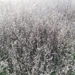 杂草草丛