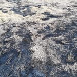 田野野草