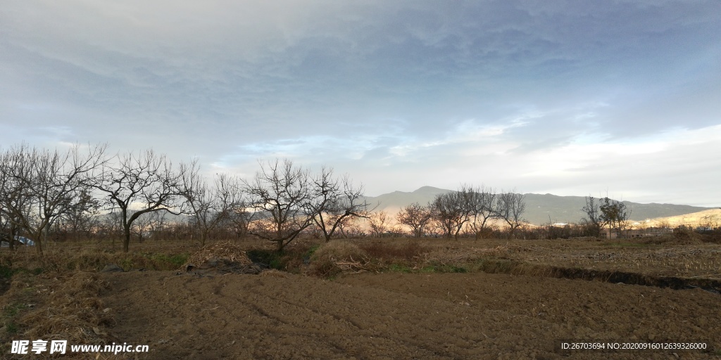 田野树木风景