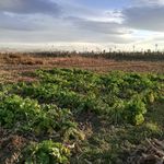菜地田野风景