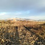 荒地田野风景