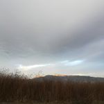 荒野杂草丛