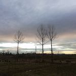 田野树木风景