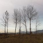 荒野树木