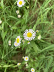 雏菊