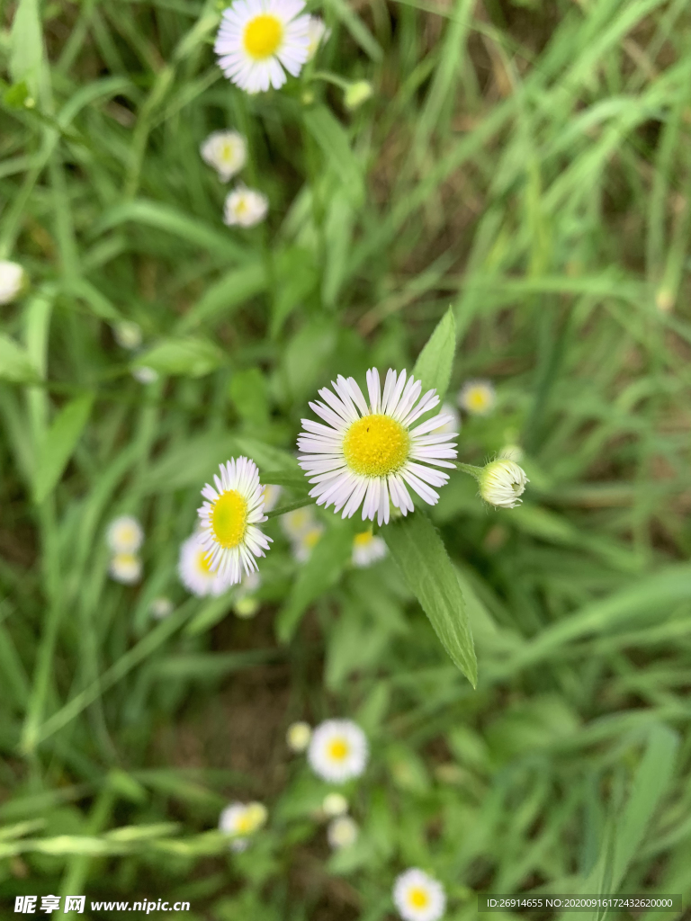 雏菊