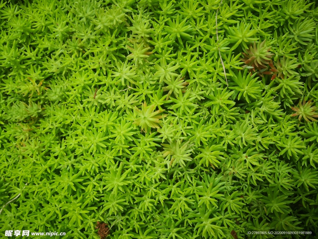 云南神秘绿色植物2