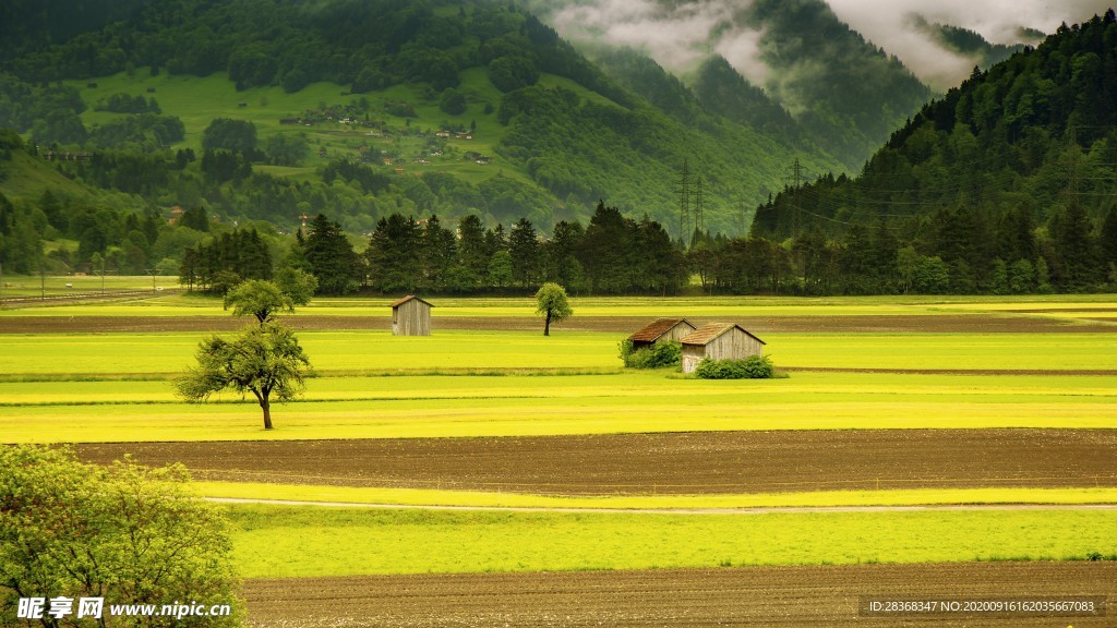 草地风景