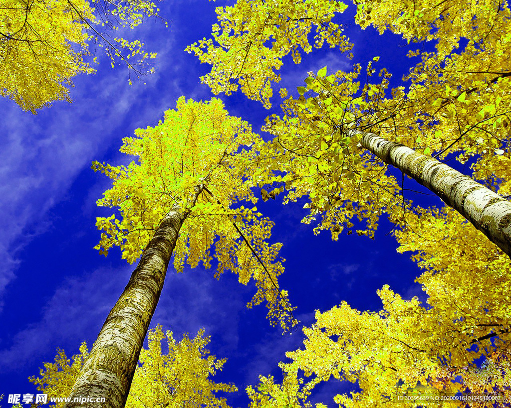 壁纸图片
