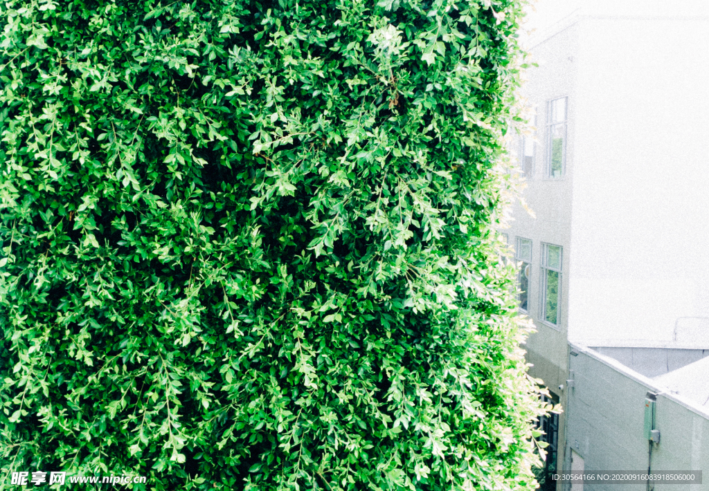阳台植物绿色自然生态背景素材
