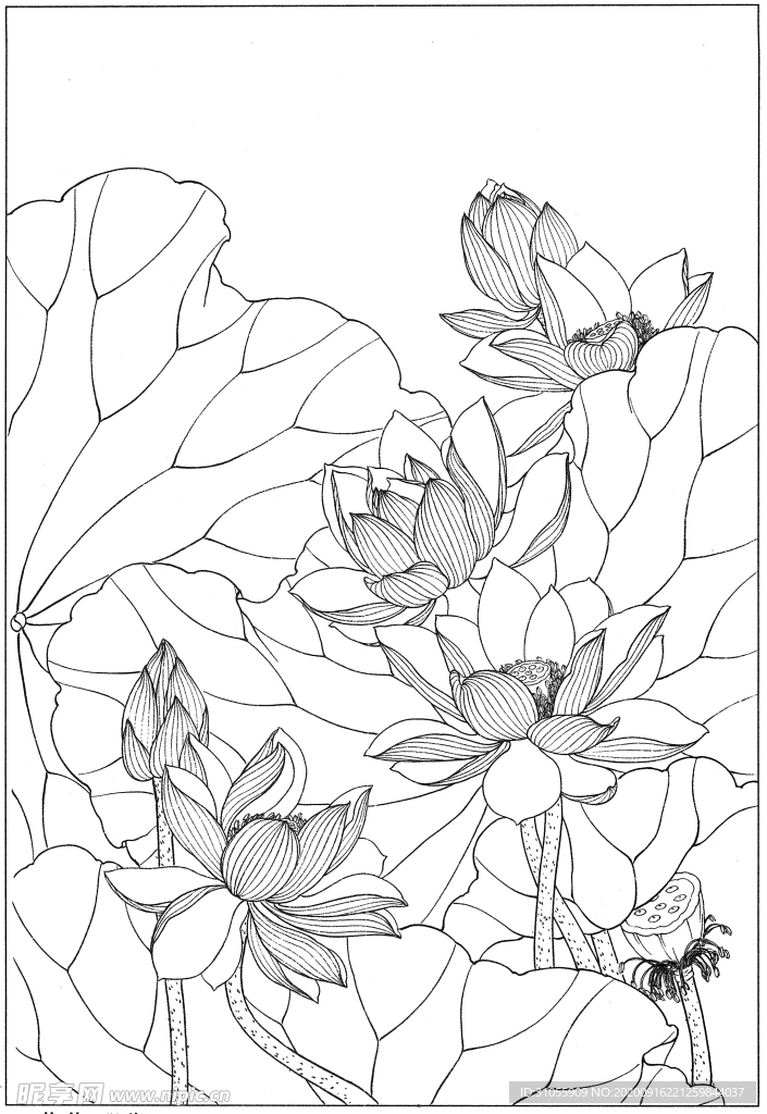 花卉白描