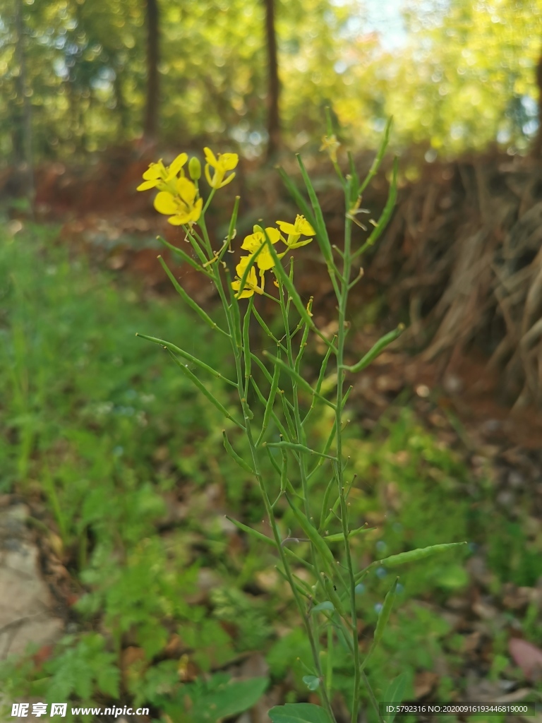 油菜花