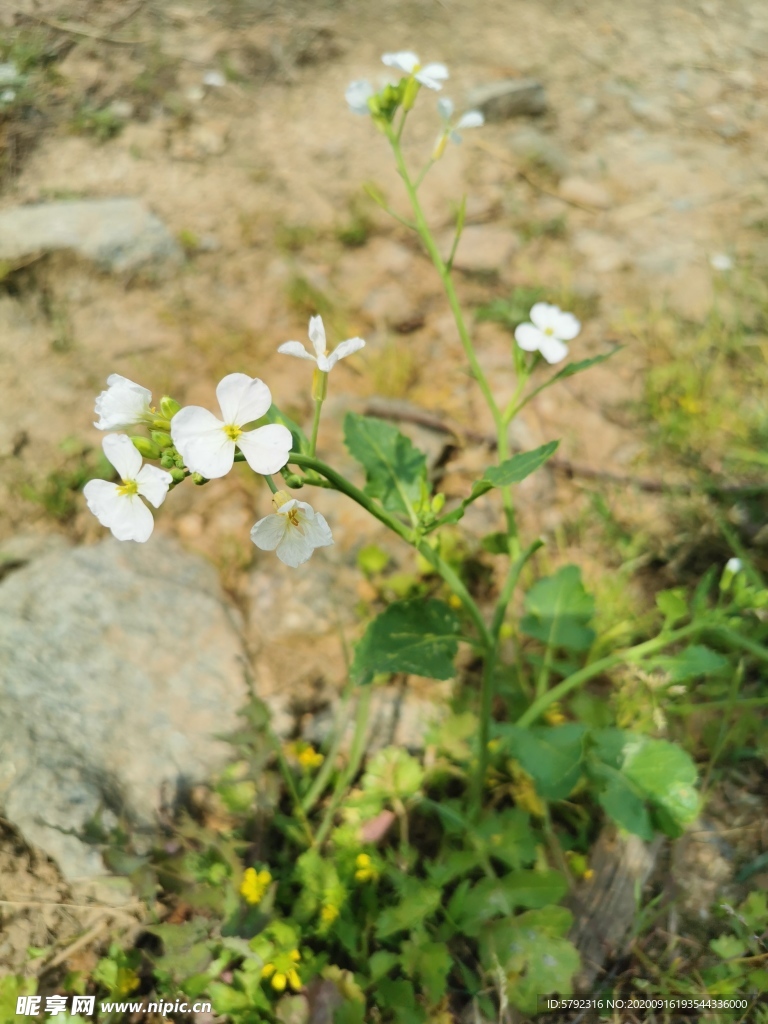 白花