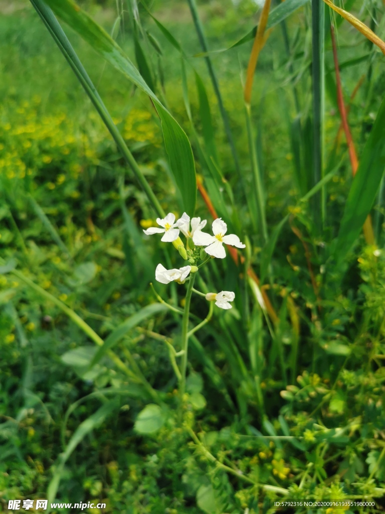 鲜花