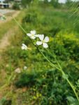 路边花