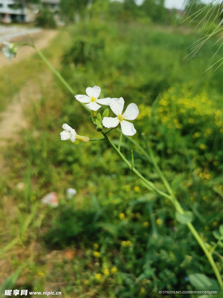 路边花