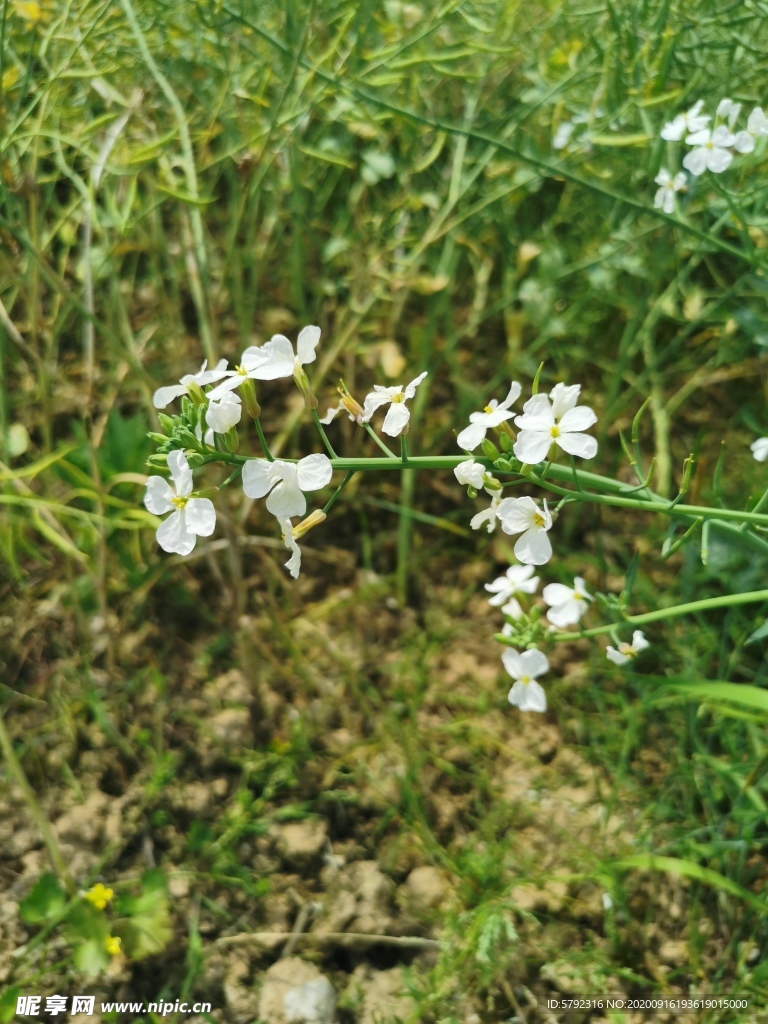 鲜花