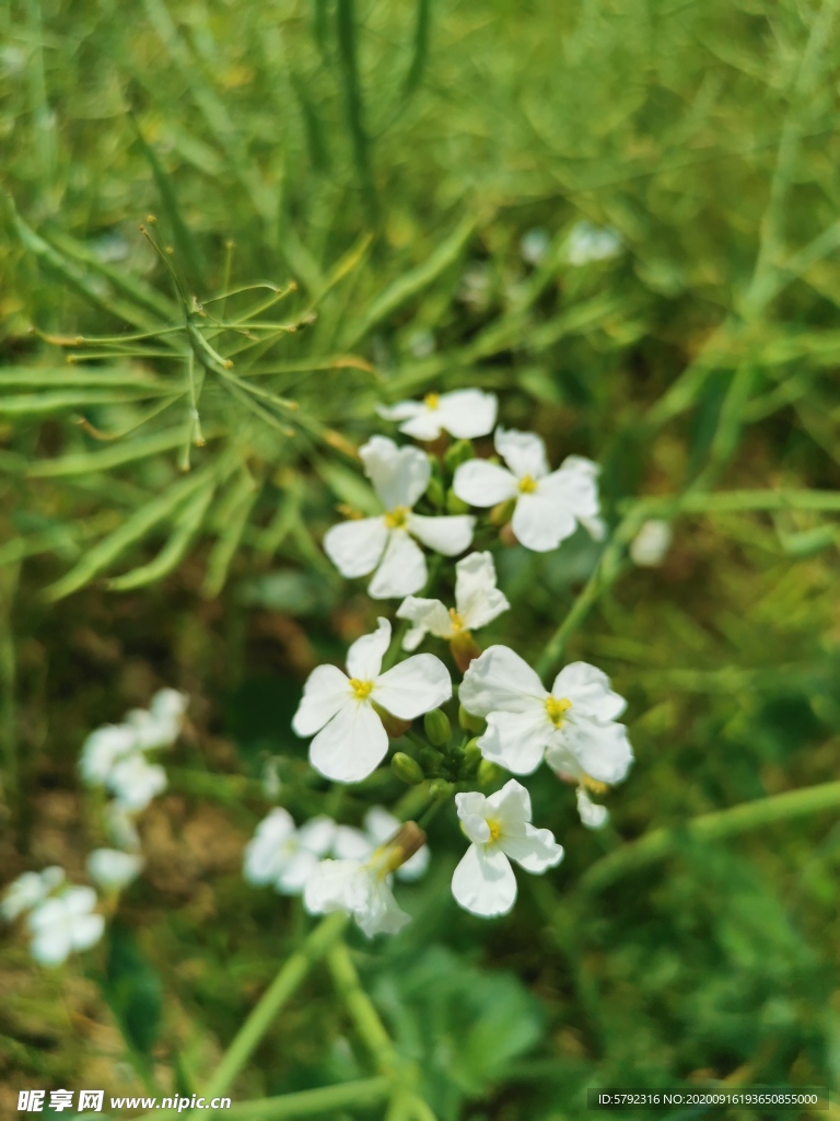 鲜花