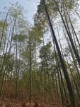 树林