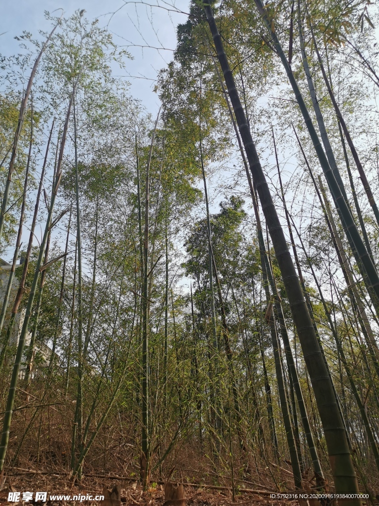 树林