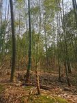 竹林