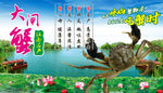 大闸蟹
