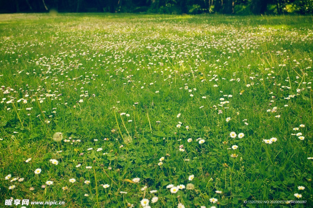 小花草坪