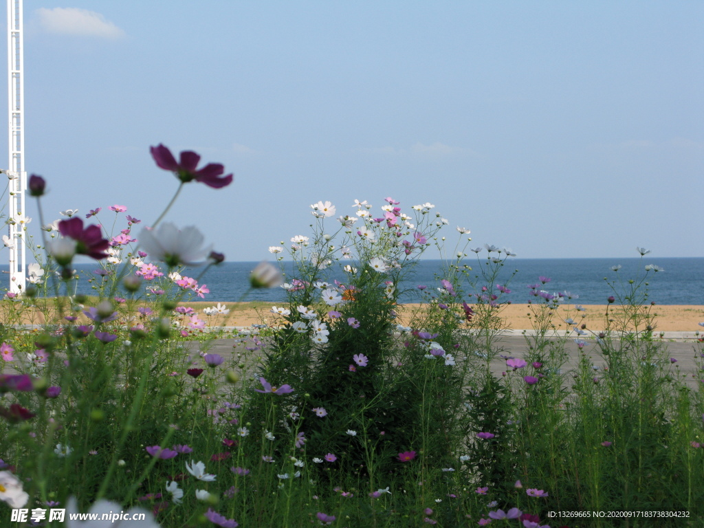 大海    花 草   海边