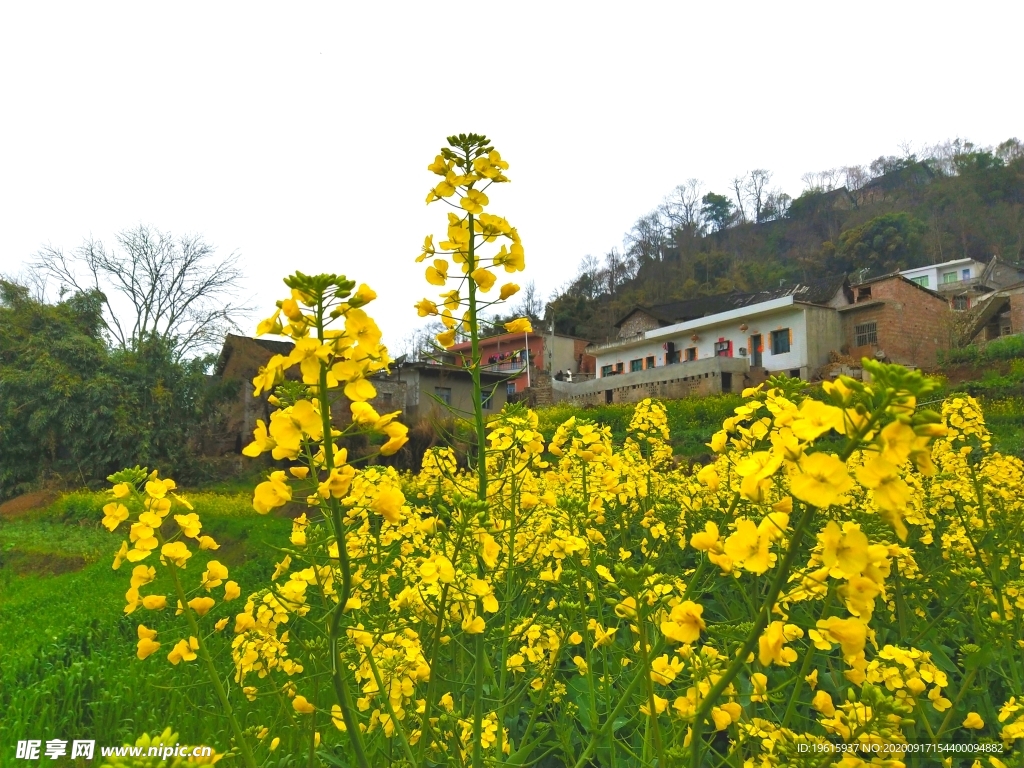 油菜花  那贝风光