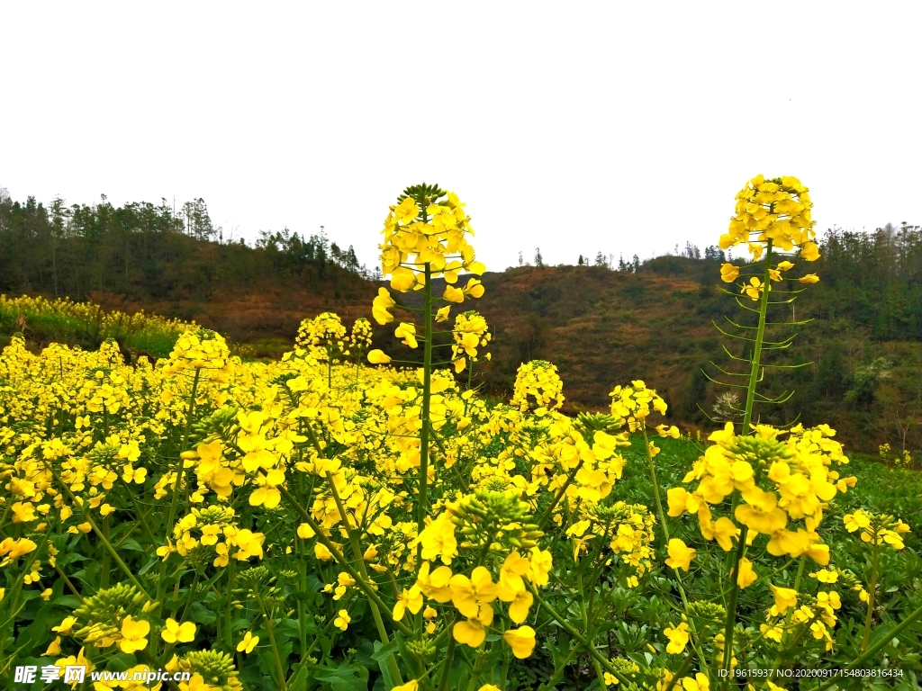 油菜花  那贝风光  早春