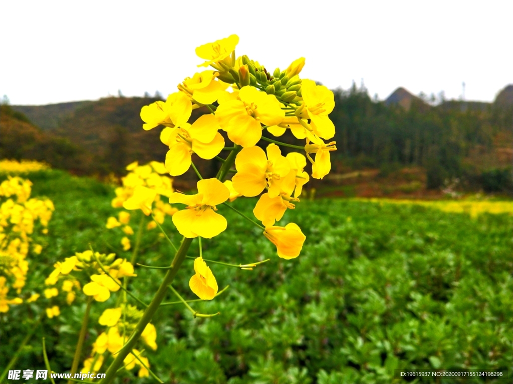 油菜花  那贝风光  早春