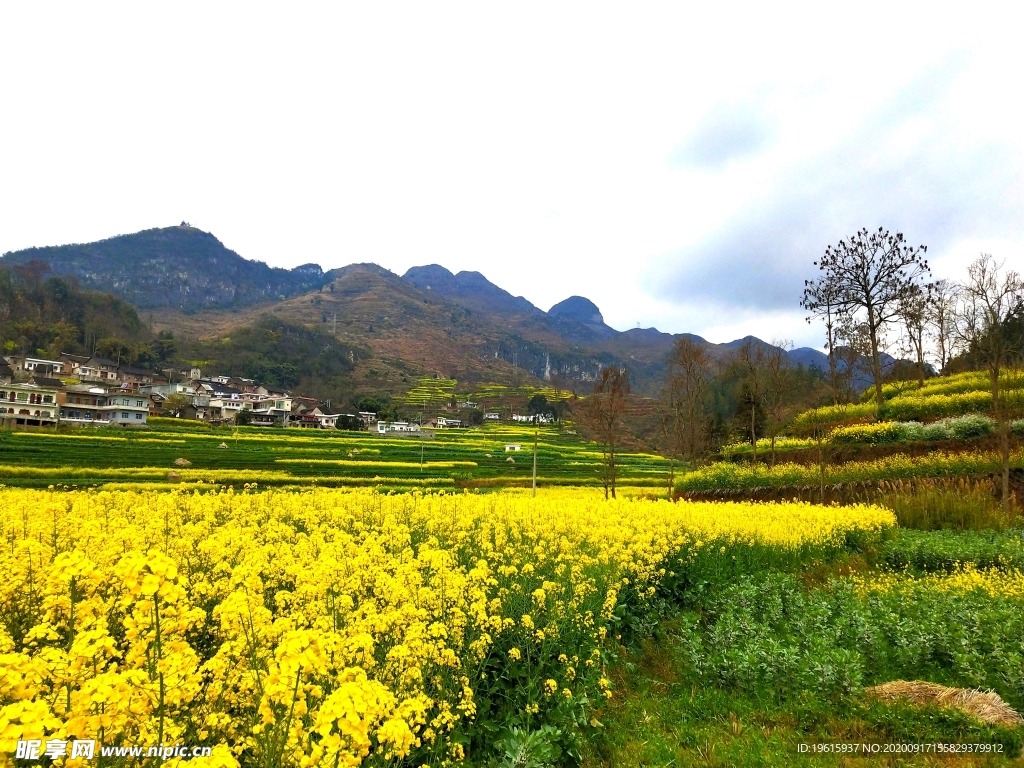 油菜花  那贝风光  早春