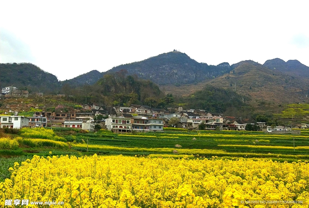 油菜花  那贝风光  早春