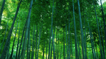竹林 竹子