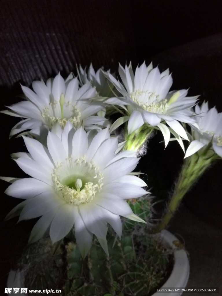 仙人掌花