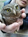 猫头鹰图片