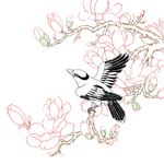 高清透明工笔画线稿之木棉花