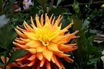 大丽花