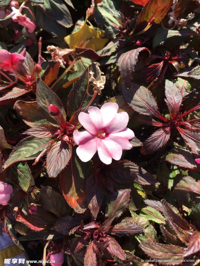 花卉