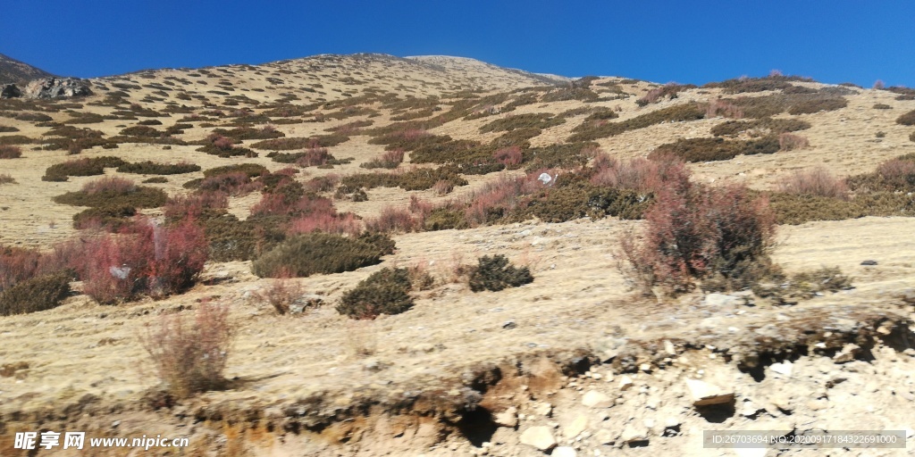 高山红色野草