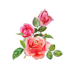 花卉