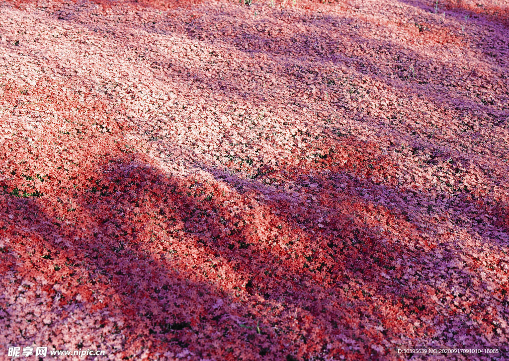 风景